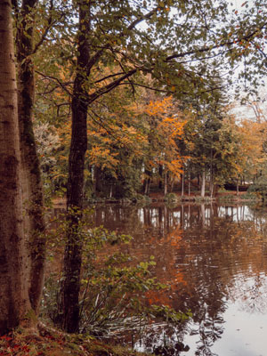 Wald neben einem Teich im Herbst, Bretagne