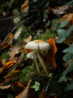 Pilze im Wald, Herbst in der Bretagne
