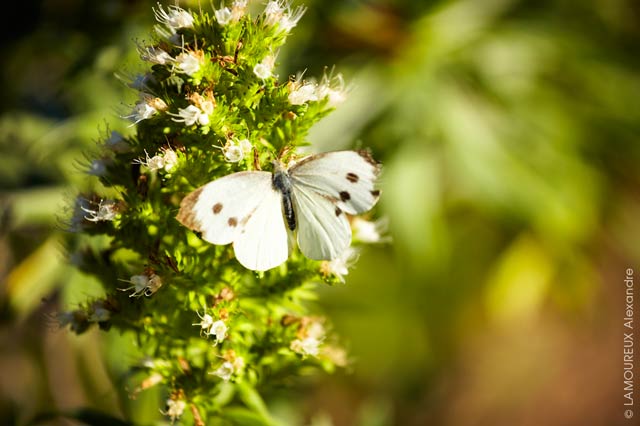 Schmetterling in einem Garten in der Bretagne